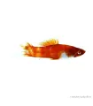 Xiphophorus helleri sp. - Koi xipho