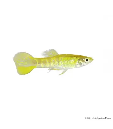 Poecilia wingei - Endler guppy