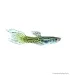 Poecilia wingei - Endler guppy
