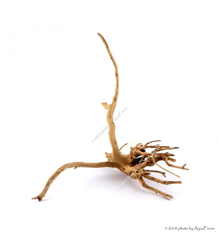 Finger-gyökér nano dekorfa (10-20 cm) (Spiderwood, Red moor) / db