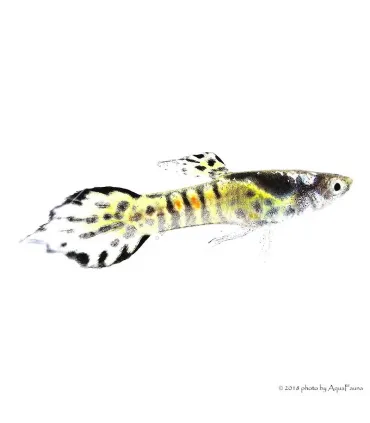 Poecilia wingei - Endler guppy
