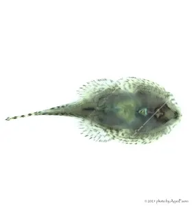 Sewellia lineolata - Tigris tányéralgázó