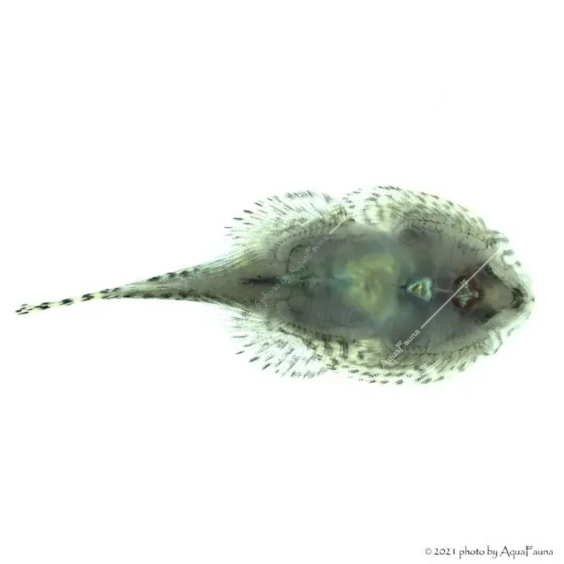 Sewellia lineolata - Tigris tányéralgázó
