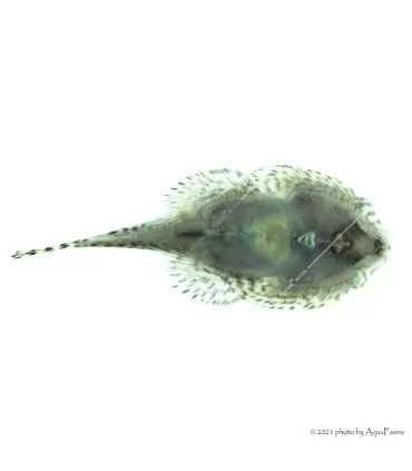 Sewellia lineolata - Tigris tányéralgázó