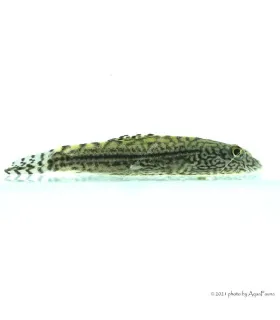 Sewellia lineolata - Tigris tányéralgázó
