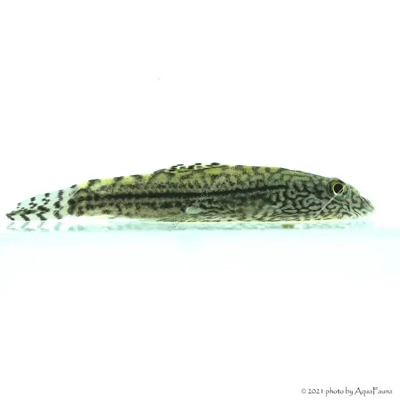 Sewellia lineolata - Tigris tányéralgázó