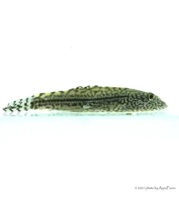 Sewellia lineolata - Tigris tányéralgázó