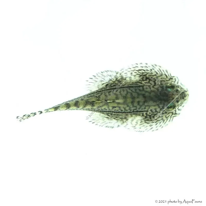 Sewellia lineolata - Tigris tányéralgázó