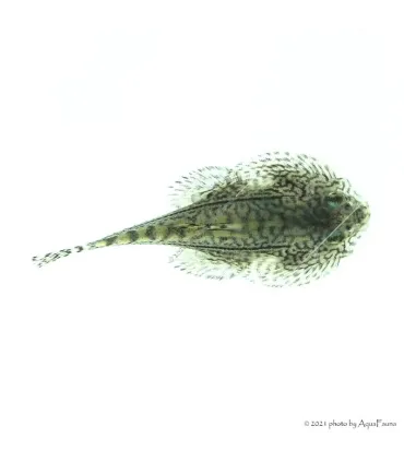 Sewellia lineolata - Tigris tányéralgázó