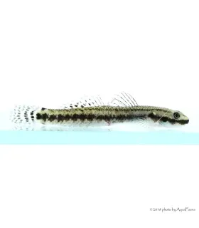 Stiphodon sp. - Algázó géb