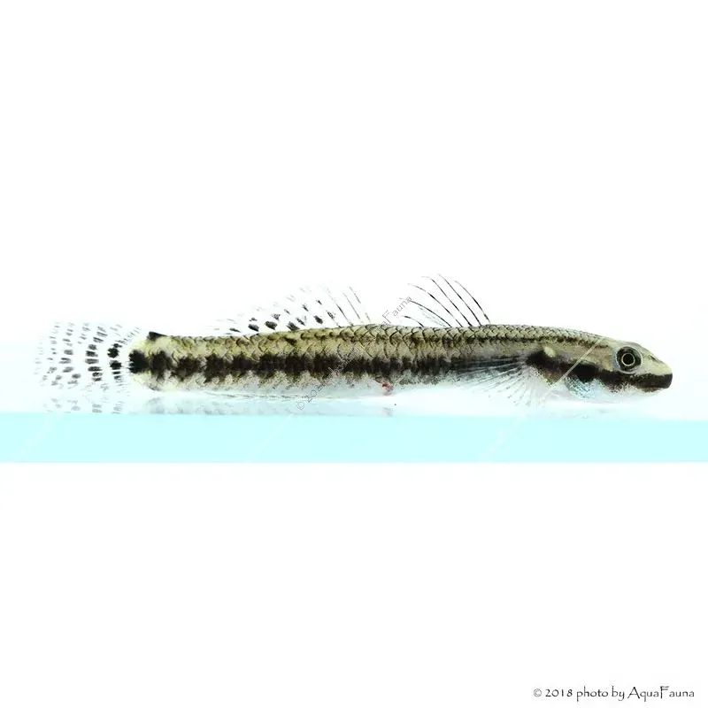 Stiphodon sp. - Algázó géb