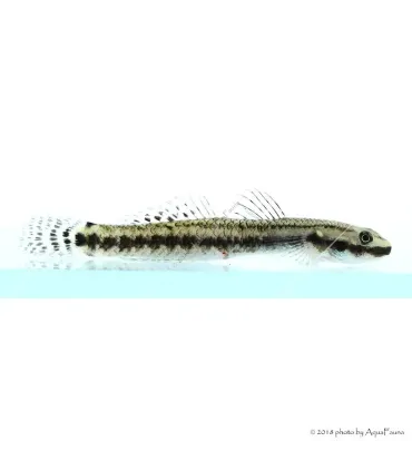 Stiphodon sp. - Algázó géb