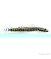 Stiphodon sp. - Algázó géb