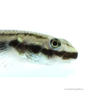 Stiphodon sp. - Algázó géb
