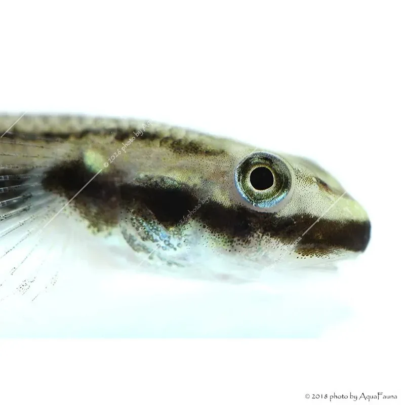 Stiphodon sp. - Algázó géb
