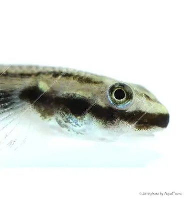 Stiphodon sp. - Algázó géb