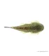 Gastromyzon punctulatus - Palacsinta algázó