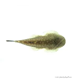 Gastromyzon punctulatus - Palacsinta algázó