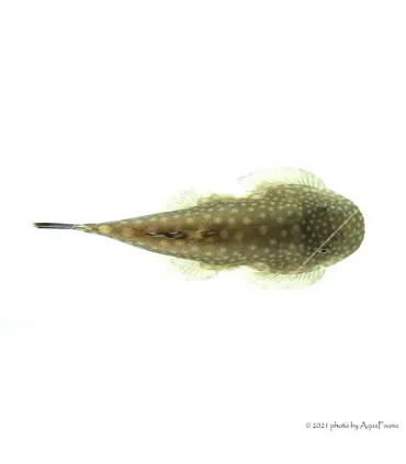 Gastromyzon punctulatus - Palacsinta algázó
