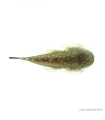 Gastromyzon punctulatus - Palacsinta algázó