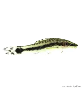 Macrotocinclus affinis - Törpe szívóharcsa