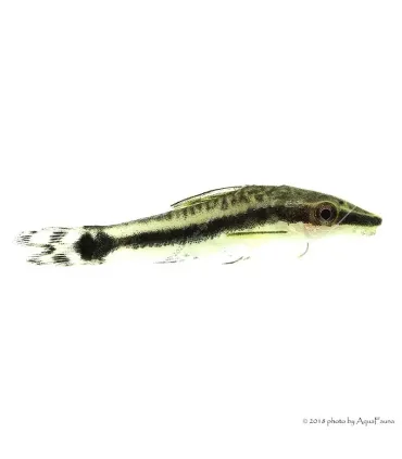 Macrotocinclus affinis - Törpe szívóharcsa