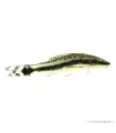 Macrotocinclus affinis - Törpe szívóharcsa