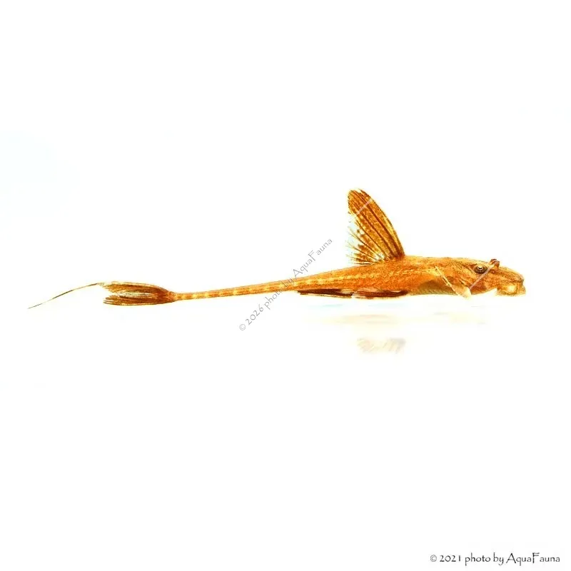 Rineloricaria lanceolata sp. Red