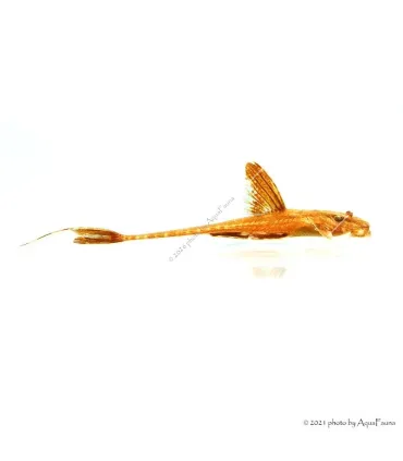 Rineloricaria lanceolata sp. Red