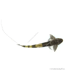 Loricaria simillima - Panda lorikária