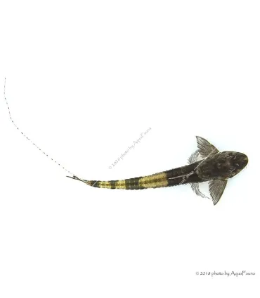 Loricaria simillima - Panda lorikária