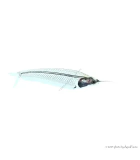 Kryptopterus bicirrhis - Indiai üvegharcsa