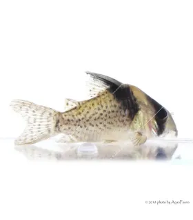 Corydoras delphax