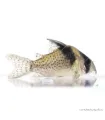 Corydoras delphax