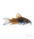 Corydoras aeneus sp. Orange Venezuela