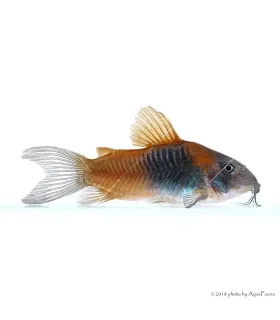 Corydoras aeneus sp. Orange Venezuela