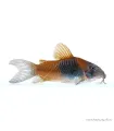 Corydoras aeneus sp. Orange Venezuela
