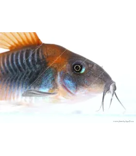 Corydoras aeneus sp. Orange Venezuela