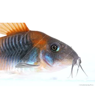 Corydoras aeneus sp. Orange Venezuela