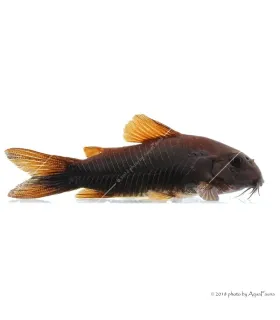 Corydoras aeneus sp. Black Venezuela