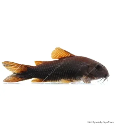 Corydoras aeneus sp. Black Venezuela
