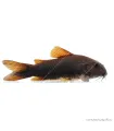 Corydoras aeneus sp. Black Venezuela