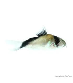 Corydoras melini