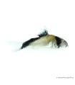 Corydoras melini