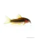Corydoras aeneus (CW010 Peru) Gold stripe - Laser cory