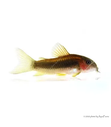 Corydoras aeneus (CW010 Peru) Gold stripe - Laser cory