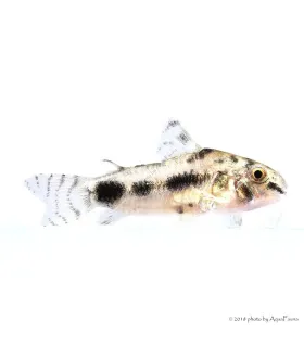 Corydoras habrosus
