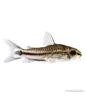 Corydoras pygmaeus