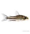 Corydoras pygmaeus
