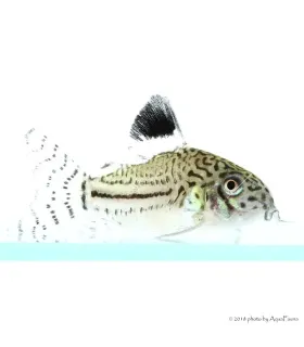 Corydoras julii